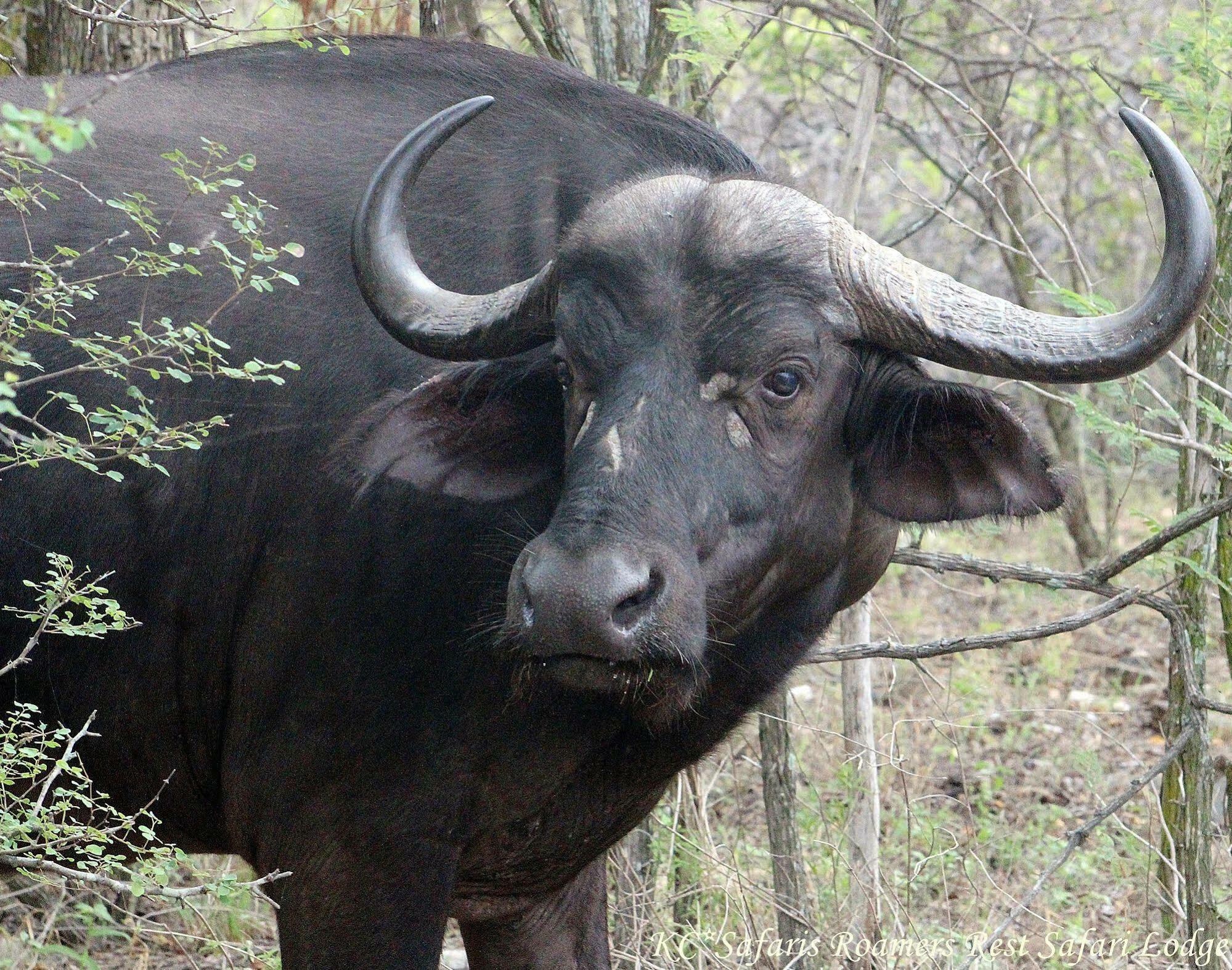 Roamers Rest Safari Lodge Balule Game Reserve Exterior photo