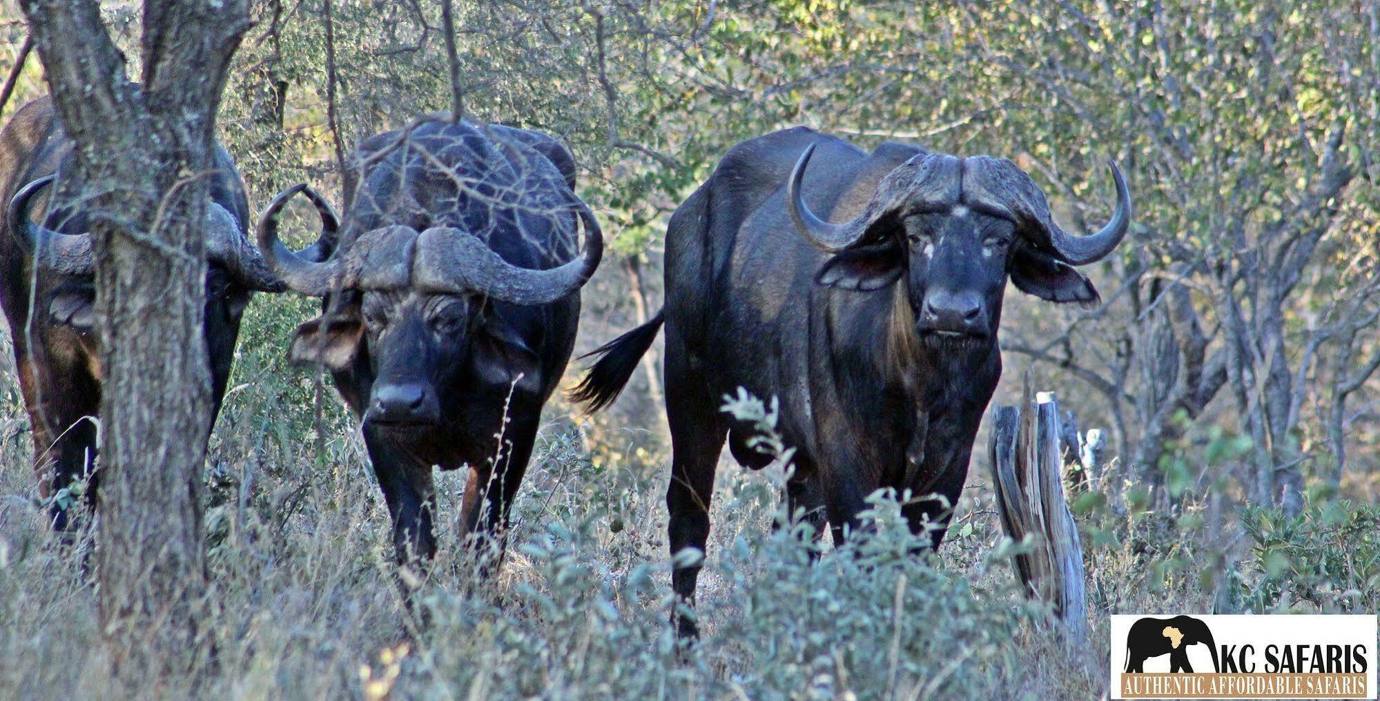 Roamers Rest Safari Lodge Balule Game Reserve Exterior photo